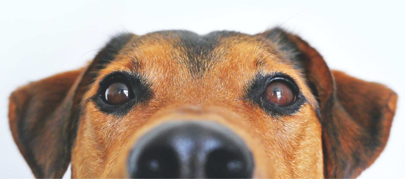 A terrier dog peering into the camera with its nose nearest the viewer.