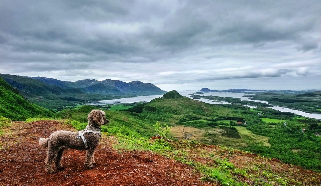 A gray standard poodle standing on the edge of a ledge overlooking a lush mountainous landscape.